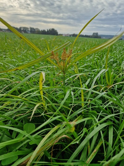 Erdmandelgras erreicht eine Wuchshöhe von rund 40 - 70 cm - © Pascal Stalljohann Erdmandelgras