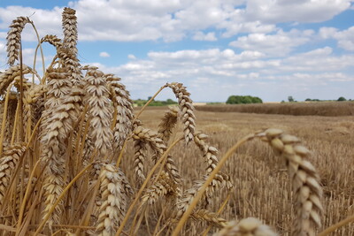 Erntezeit - © Corinna Opitz Erntezeit